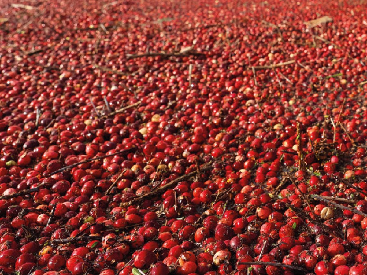Canberries
