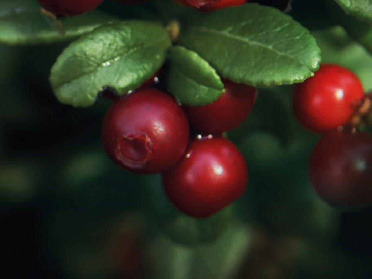 Vaccinium macrocarpon
