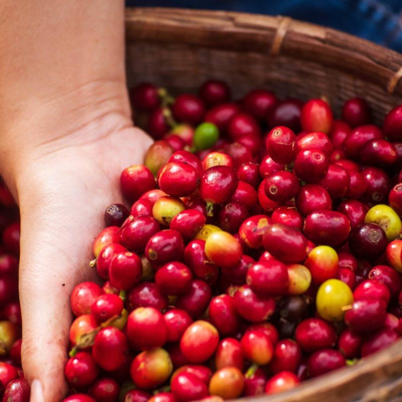 Micro-encapsulated natural caffeine as natural energy booster